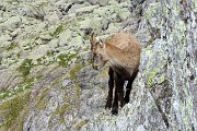 54 Stambecchi a picco sulle rocce 